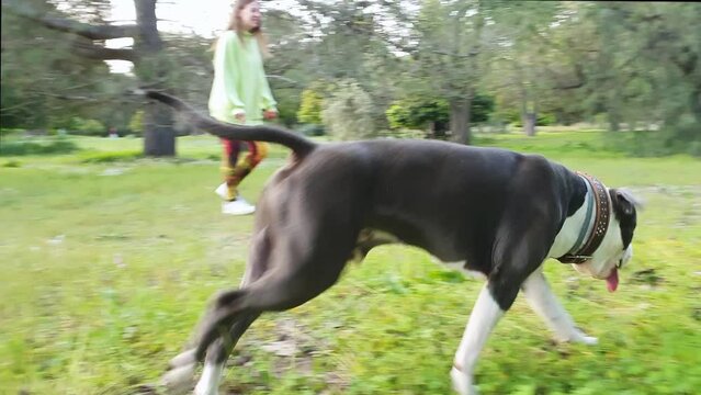Woman and american stanford blue dog walking and playing in the field