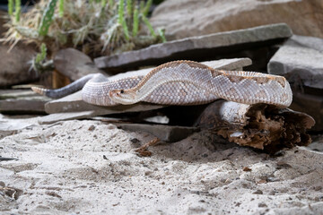 Tropical rattlesnake, Crotalus durissus