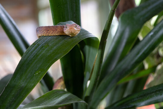 Leaf viper, Atheris squamigera