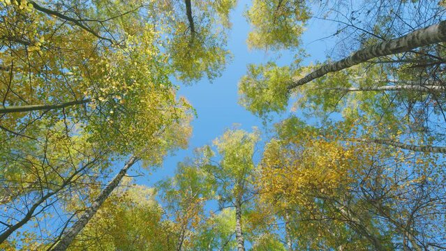 Yellow autumn leaves in forest. Sunny day weather. Autumn trees. Low angle view.