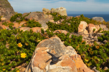 Table Mountain Nationalpark, Cape Point, Western Cape, South Africa