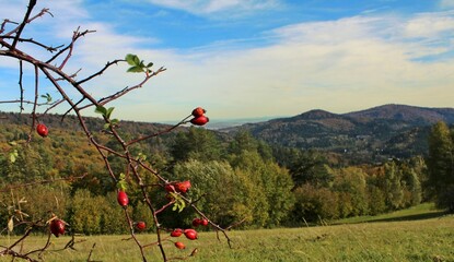 Rosehip tree branch with trees, bushes and mountains in the background