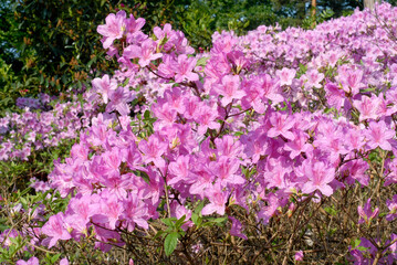 Rhododendron, Rhododendron x 'Joseph Haydn'