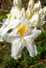 Fototapeta premium Rhododendron, Rhododendron x 'Schneegold'