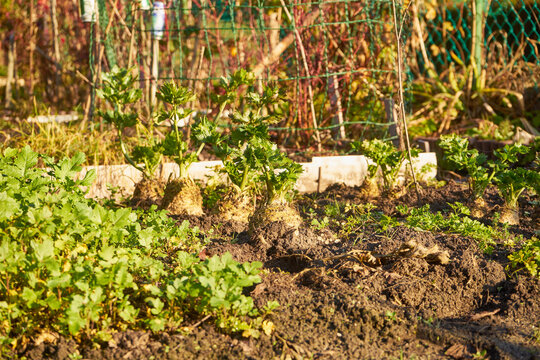Seler zwyczajny, Apium graveolens