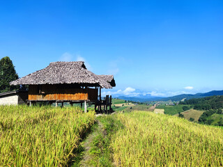 beautiful landscape view of rice terraces and house 