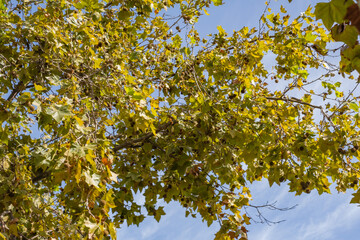 treetop in autumn or early spring, located on the left side of the frame, with yellow leaves at the beginning of autumn, on the right side sky with white frayed clouds. Autumn. Golden leaves. Tenerife