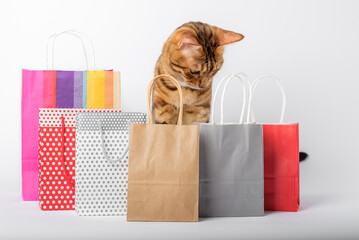 Domestic cat among multi-colored packages on a white background.