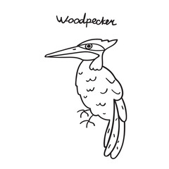 Woodpecker. Bird. Outline hand drawn vector illustration.
