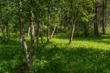 Obraz premium The beauty of sunlight touching the woodland floor