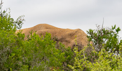 Elefant in der Wildnis und Savannenlandschaft von Afrika