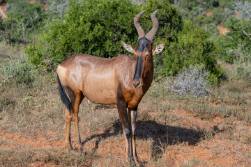 Fototapeta premium Südafrikanische Kuhantilope in der Wildnis und Savannenlandschaft von Afrika