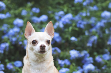 brown short hair  Chihuahua dog sitting on green grass in the garden with purple flowers blackground, looking away curiously, copy space.