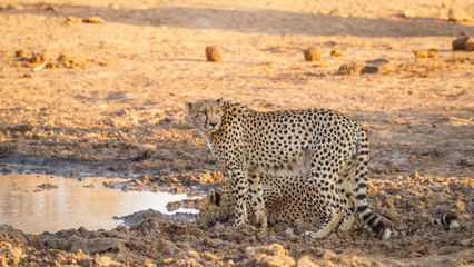 Two cheetah male brothers drinking (Acinonyx jubatus) in evening light, Timbavati Game Reserve, South Africa.