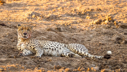 A cheetah male resting (Acinonyx jubatus) in evening light, Timbavati Game Reserve, South Africa.