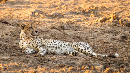 A cheetah male resting (Acinonyx jubatus) in evening light, Timbavati Game Reserve, South Africa.