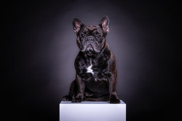 French Bulldog portrait. Great adult dog on dark background. Close up portrait on dark background. Pet photography in studio.