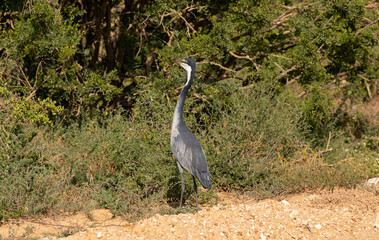 Schwarzköpfiger Reiher in der Wildnis und Savannenlandschaft von Afrika