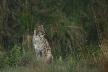 Wild Eurasian Lynx in Finland in the morning