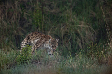 Wild Eurasian Lynx in Finland in the morning