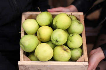 Wooden box with green apples in female hands