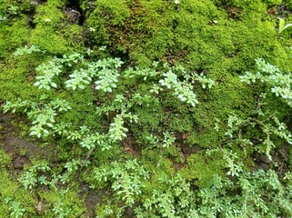 moss plants growing on damp walls