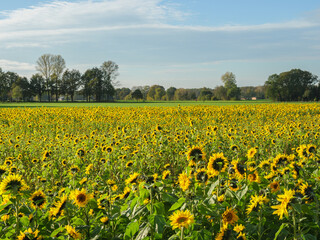 Sonnenblumenfeld im Münssterland