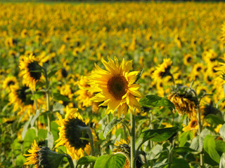 Sonnenblumenfeld im Münssterland