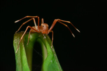 An ant mimic crab spider Amyciaea lineatipes stretching its legs to intimidate predator with black background