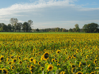 Sonnenblumenfeld im Münssterland