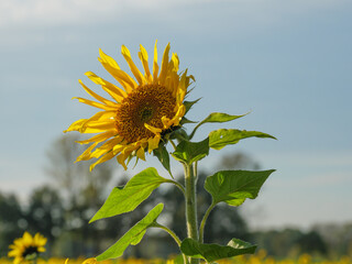 Sonnenblumenfeld im M&uuml;nssterland
