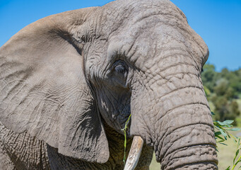 Naklejka na ściany i meble Nahaufnahme von einem Elefanten in der Savanne von Süd Afrika