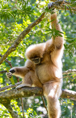 Gibbon in einer Buschlandschaft in Südafrika