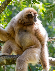 Gibbon in einer Buschlandschaft in Südafrika