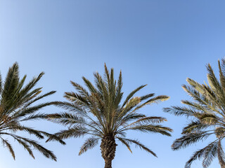 Obraz na płótnie Canvas Palm trees against a clear blue sky. 