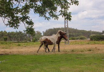 Obraz premium two horses in the countryside
