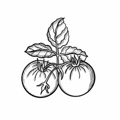 hand drawn vector illustration of tomato tomatoes,vegetables,botany,vegans,leaves,farming,shop supplies,food,food,ingredients,health,proper nutrition