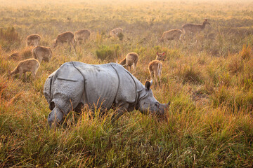 Indian Rhinoceros with Hog Deer in Kaziranga National Park, Assam, India © Kim