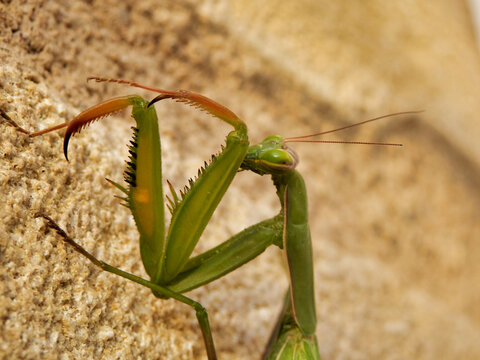 Close Up Of The Spine Covered Raptorial Legs Of A Praying Mantis
