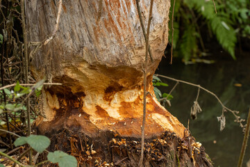 Beaver damage on massive tree along small creek wide shot
