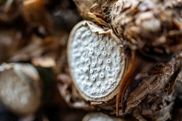 close up of dried mushrooms