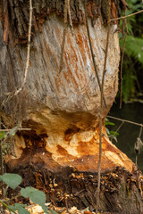 Beaver damage on massive tree along small creek close up