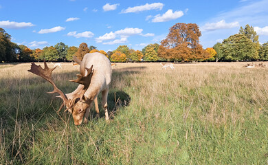portrait of young hart deer grazing in natural park in autumn