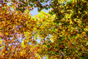 wide of colorful maple and other foliage with branch with blue sky in autumn, view from ground