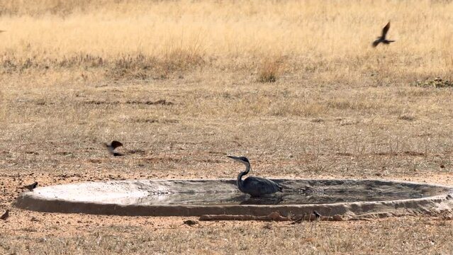 Black headed Heron, or Ardea melanocephala, tries to catch other birds in a waterhole, in Kgalagadi Transfrontier Park, South Africa