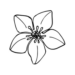 Vector monochrome floral doodles. Sketch in black and white for coloring book, textile, wrapping paper, etc.