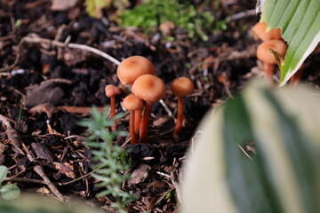 Little orange mushrooms growing in the forest