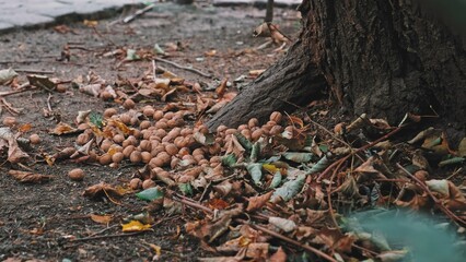 Supply of Edible Walnuts Collected by Squirrel before Winter Season