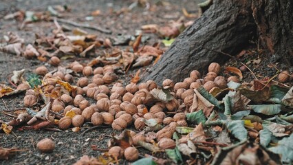 Supply of Edible Walnuts Collected by Squirrel before Winter Season