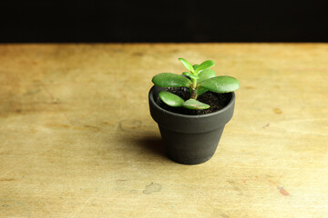 mini Jade plant